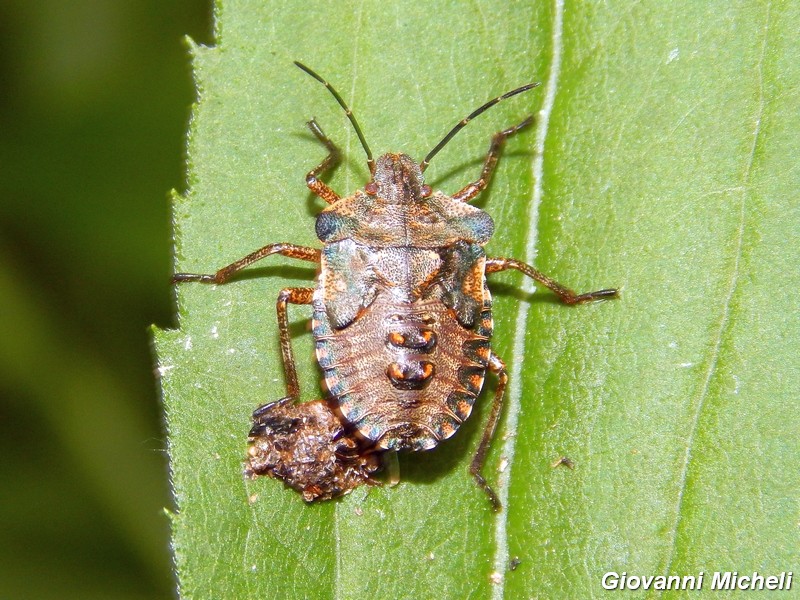 Pentatomidae: Pentatoma rufipes (ninfa) della Lombardia